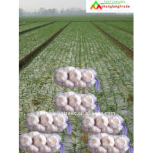 new corp fresh garlic wanted from jinxiang county shandong